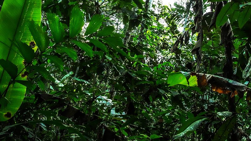 ジャングル01の効果音