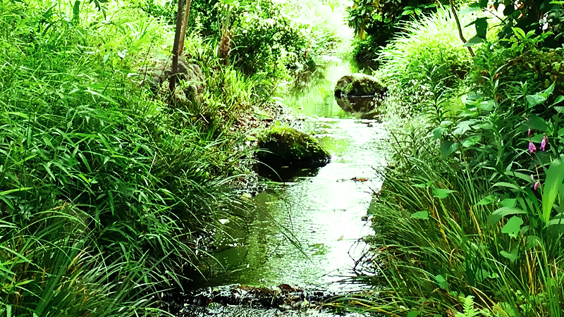 小川のせせらぎと鳥のさえずりの効果音